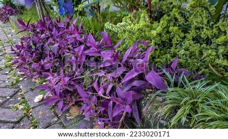 Tradescantia Pallida or better known as Adam Eve or also called Purple Heart, is an ornamental plant with purple leaves, purple flowers and green leaves.
