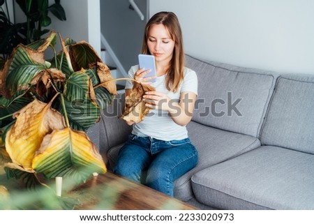 Young woman taking picture on phone of dried, sunburn leaf of potted plant Calathea. Houseplants diseases. Disorders Identification and Treatment search. Home gardening mobile app. Selective focus.