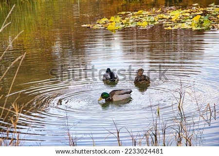 Wild ducks in a city pond. The pond reproduces a natural ecosystem of the Trentino area.