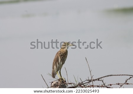 The Indian pond heron or paddybird (Ardeola grayii) is a small heron. It is of Old World origins. Bird is earthy brown when at rest, but with white wings, tail and rump prominent in flight.