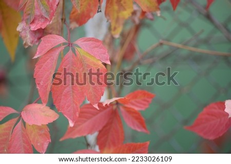 background of leaves of red wild grapes carved ornament on the background of a green painted fence from the grid close-up, burgundy leaves of autumn landscape, beautiful red-green background texture	