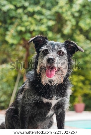 Mutt dog with black skin - Old dog with caramel eyes - cute green Royalty-Free Stock Photo #2233027257