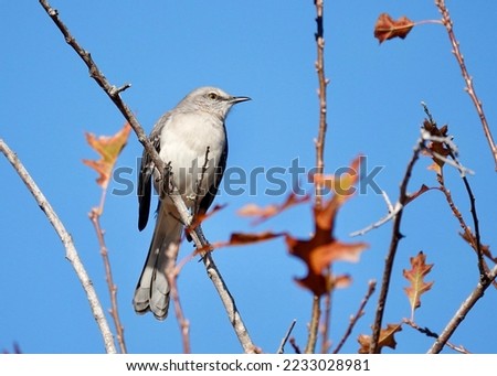                                Beautiful Northern Mockingbird Portrait. Close up of bird in a tree with red and orange leaves and blue skies provide the background in Shelter Cove on a bright morning.