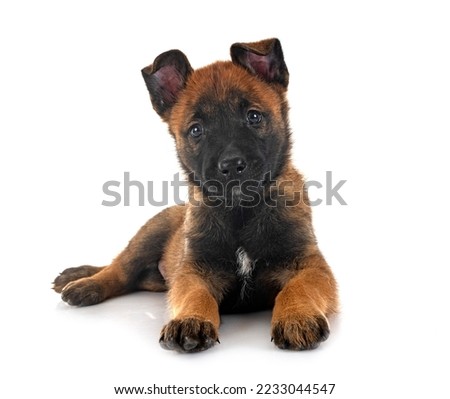 puppy belgian shepherd and cat in front of white background Royalty-Free Stock Photo #2233044547