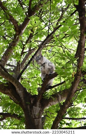 Vertical picture of a beautiful Siamese cat in a green tree. Cat stuck in a tree