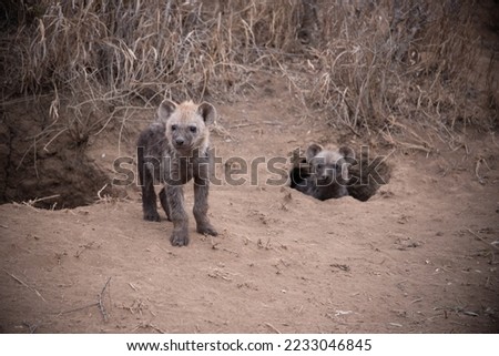 Two young spotted hyena cubs, by their den, Greater Kruger, South Africa