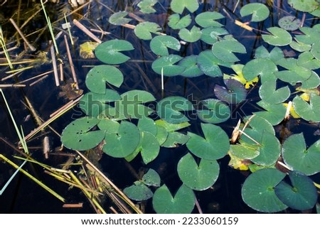lotus plant at the water, nymphaea