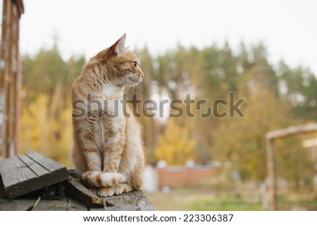 cute ginger cat walking outdoor in the farm