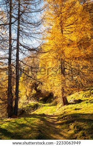 Beautiful tall larches in autumn foliage along hiking trail "Via Engiadina" in Graubünden canton, Switzerland Royalty-Free Stock Photo #2233063949