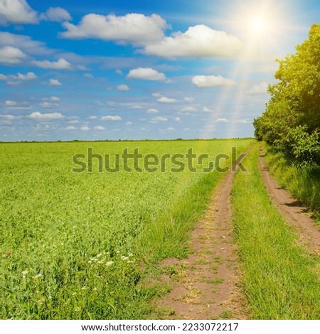 Green pea field, country road and bright sunrise.