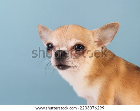 Beautiful little small dog, happy Chihuahua puppy isolated on blue background