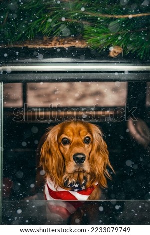 a cocker spaniel sits in a retro car on the roof of which there is a Christmas tree