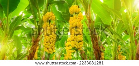 Ripe yellowing bananas hang in clusters on banana plantations. Industrial scale banana cultivation for worldwide export. Format banner header wide size, place sample text