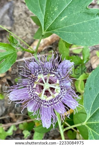 A wild passion flower blooms on a vine in a park