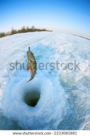 Ice recreational fishing. A picture of European perch (Perca fluviatilis) fishing with a hole, a panorama of the river and the forest shore. A fish-eye lens is used