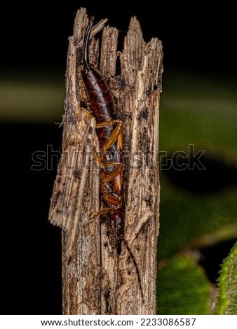 Adult Common Earwig of the order Dermaptera