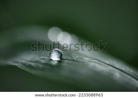 Large beautiful drop of clear rain water on green leaf, macro image. Dewdrops in the morning.  Natural nature background, free space.  Image in green tones. beauty of nature. purity of nature. 