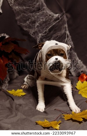 American Staffordshire Terrier in the form of a mummy. Dog against the backdrop of a Halloween entourage with cobwebs and autumn foliage. Autumn photo portrait of a amstaff with spiders on its nose
