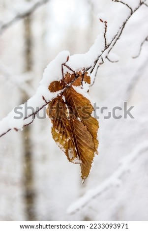 A thin branch with yellow leaves under a layer of snow. Falling snow, snowy , macro photography. Winter photo, wallpaper