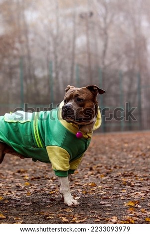 American Staffordshire Terrier in clothes looks around. Attentive amstaff on the background of a foggy landscape. autumn photo portrait