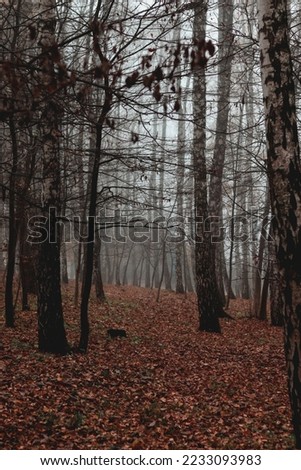 Birches with fallen leaves in fog. Wet weather, autumn landscape, gloomy photo. Autumn photo, wallpapers