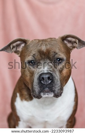 American Staffordshire Terrier with natural ears on a pink background. Serious, concentrated amstaff. Dog portrait, vertical photo