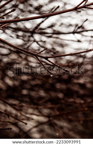 A tree branch with drop of water at the end. Wet weather, autumn landscape, macro photography. Autumn photo, wallpaper