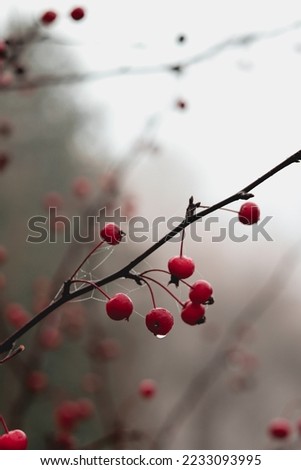 Red berries with cobwebs and water drops on branch. Wet weather, autumn landscape, macro photography. Autumn photo, wallpapers