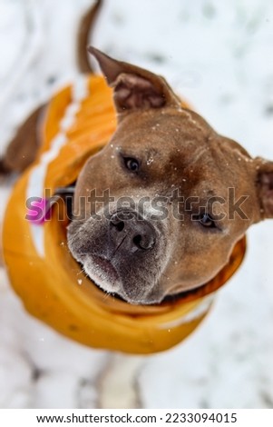 Brindle American Staffordshire Terrier with uncropped ears in a yellow vest. Amstaff with a snowy muzzle. Winter photo portrait, macro photography