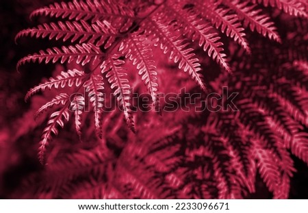 Beautyful ferns leaves background. New 2023 trending PANTONE 18-1750 Viva Magenta color
