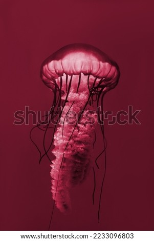 Jellyfish of New 2023 trending PANTONE 18-1750 Viva Magenta color
