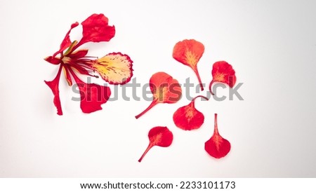 Poinciana regia or Delonix regia flowers isolated on white background. The most common names are: royal poinciana, flamboyant, acacia rubra, phoenix flower, flame of the forest, or flame tree