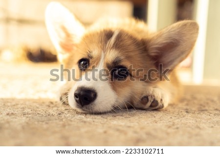 Tired little corgi dog lie on ground outdoors with sad eyes. Closeup photo. Purebred pet, domestic animal, beautiful dog breed with big prick ears. Fluffy puppy rest in house yard on sunny day. Royalty-Free Stock Photo #2233102711