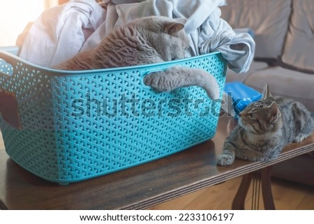Blue laundry basket with one cat in it and another one outside. Cat loving sleeping in unusual places. Battle for relaxation spot.