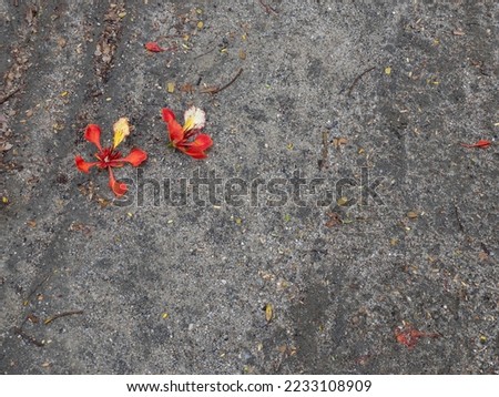 Poinciana regia or Delonix regia flowers lying on the ground in the park. The most common names are: royal poinciana, flamboyant, acacia rubra, phoenix flower, flame of the forest, or flame tree