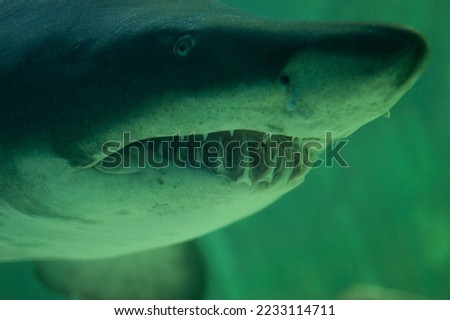 shark head photo taken dangerously close