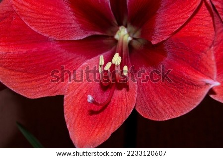 beautiful closeup of a red flower Royalty-Free Stock Photo #2233120607