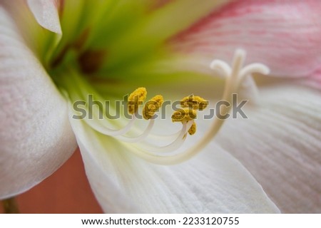 beautiful closeup of a white flower Royalty-Free Stock Photo #2233120755