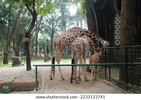 A family of giraffes eating leaves at the Ragunan Zoo