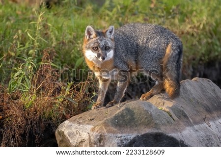 Caught on a Rock

Gray Fox (Urocyon cinereoargenteus) perched on a boulder on the riverside.  Pert and alert it awaits to see if danger is near.  

Taken in controlled conditions
