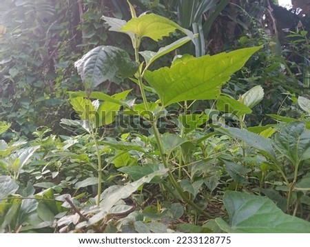 Chromolaena odorata is a woody plant and belongs to the Asteraceae family. Other names include Siam-Kraut, agonoi, bitter bush, chromolaena, hagonoy, herb du Laos, huluhagonoi, jack in . Royalty-Free Stock Photo #2233128775