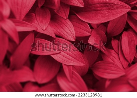 Viva Magenta beautiful view of big leaves in monochrome color. Forest Viva Magenta colored plants. Copy space. Color of the year 2023 Royalty-Free Stock Photo #2233128981