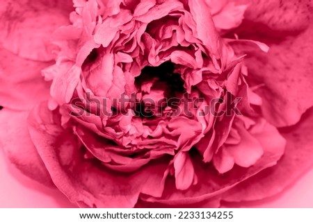 close up macro of peony flower for your project toned magenta color of the year 2023
