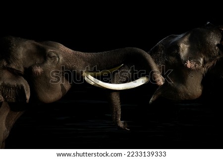 Two Elephants Face to Face side view, black background.