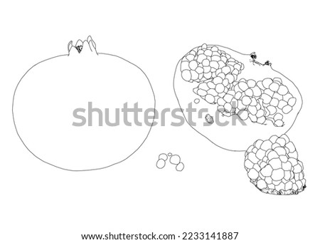 Pomegranate growth contour from black lines isolated on white background. A whole pomegranate and a pomegranate cut in half. Perspective view. 3D. Vector illustration.