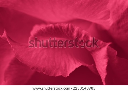 Red Viva Magenta abstract background. Flower petals close-up. Color of the year 2023 Royalty-Free Stock Photo #2233143985