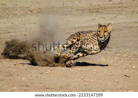 Fast And Nimble cheetah running in wild 