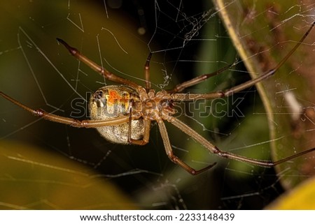Female Adult Brown Widow Spider of the species Latrodectus geometricus Royalty-Free Stock Photo #2233148439