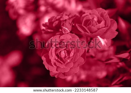 Garden small pink bush roses toned into Viva Magenta color. Inspired by Pantone color of the year 2023. Horizontal photo with place for text. Royalty-Free Stock Photo #2233148587