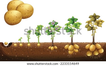 Potatoes plant growing process from seed to ripe vegetables. Infographic of potato growth stages, planting process, and plant life cycle in flat design. Botanical Illustration vector Royalty-Free Stock Photo #2233154649